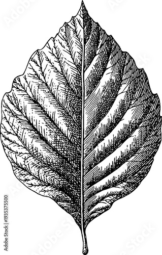 Vintage botanical engraving of a single leaf from 19th century heraldic designs