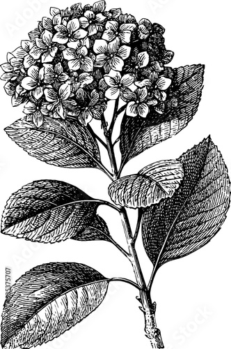 Detailed hydrangea engraving from 19th century botanical collection for retro design