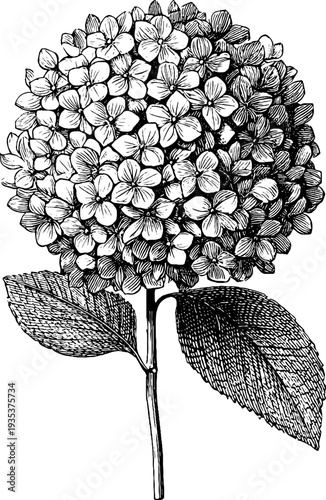 Detailed 19th century hydrangea botanical sketch - vintage engraving for retro design