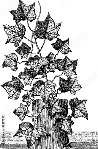 Vintage ivy branch botanical engraving from the 19th century