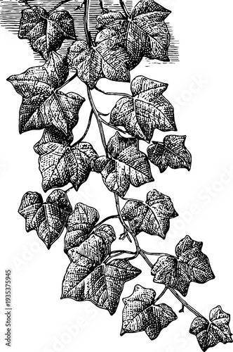 Vintage botanical engraving of ivy branch from 19th century for design and decor