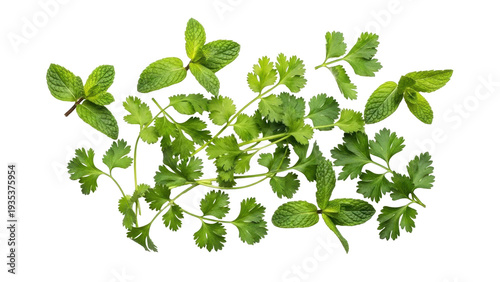 Fotografie Isolated fresh herbs, mint and cilantro sprigs, culinary ingredient for flavorin