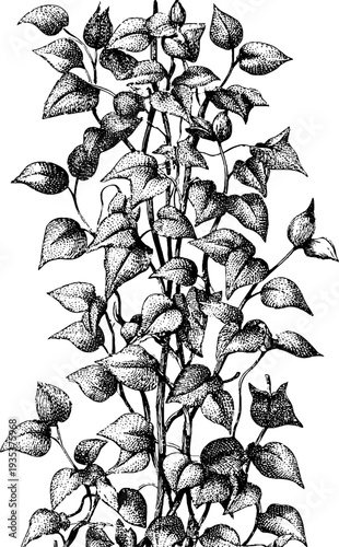 Detailed 19th century ivy climbing border botanical design for vintage prints