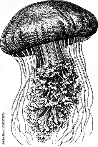 Vintage botanical jellyfish engraving from the 19th century – detailed hand-drawn illustration for retro design