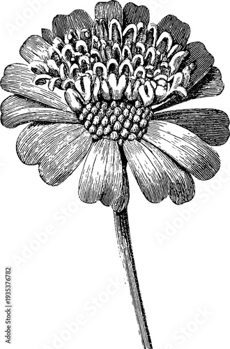 19th century marigold botanical study with vintage engraved detail for retro design