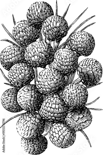 Vintage botanical medallion pattern with repeating rhythm for design