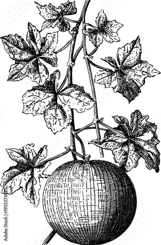 Melon botanical vintage engraving from 19th century detailed woodcut