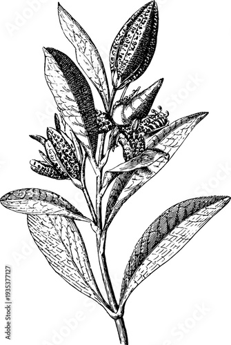 Vintage botanical seamless pattern with mini cartouche design for decor