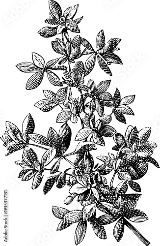 Vintage botanical engraving of mini cartouche corner ornament for retro design