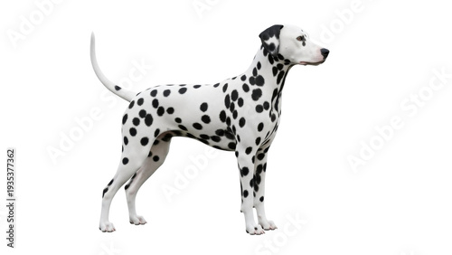 Bild auf Leinwand Isolated Dalmatian dog standing, attentive posture, black and white spotted coat
