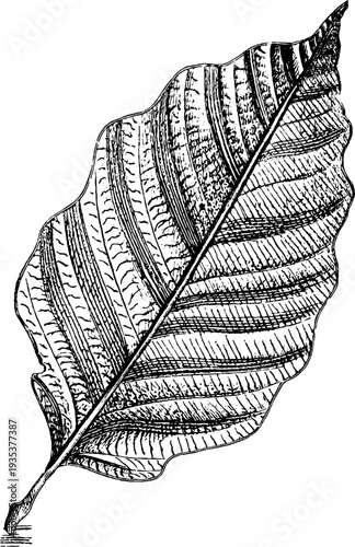 Tropical leaf monsoon frame with vintage botanical engraving design