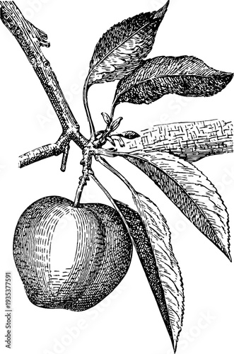 Vintage botanical engraving of a nectarine branch from 19th century