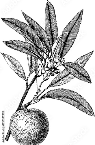 Detailed 19th century nectarine botanical hand drawn engraving