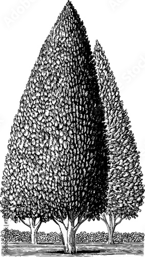 Obelisk shaped trees in vintage botanical engraving from the 19th century