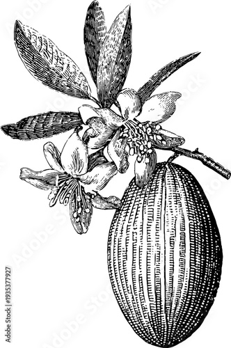 Oval hand drawn engraving of vintage botanical portrait with 19th century aesthetic