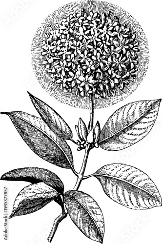 Detailed vintage botanical illustration of oval medallion frame for retro design