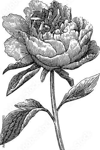Vintage peony with dense cross hatching shading in botanical sketch design for posters and labels