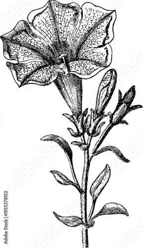 Vintage 19th century petunia botanical engraving for retro design