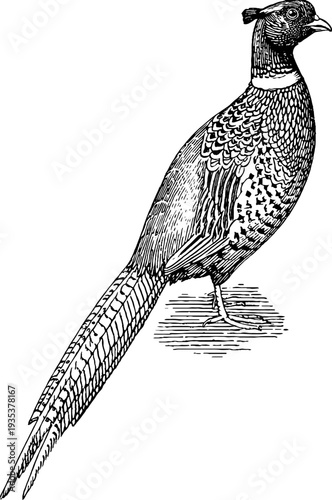 Detailed 19th century pheasant botanical engraving - hand drawn vintage sketch