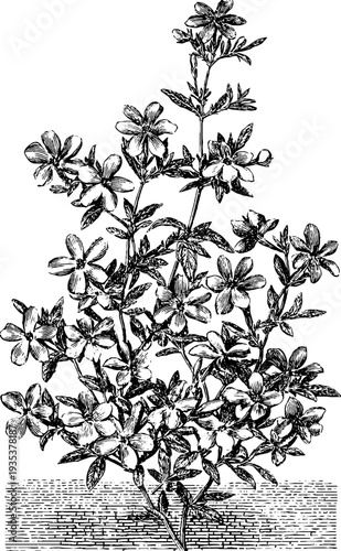 Detailed 19th century botanical sketch of phlox flowers in vintage engraving style