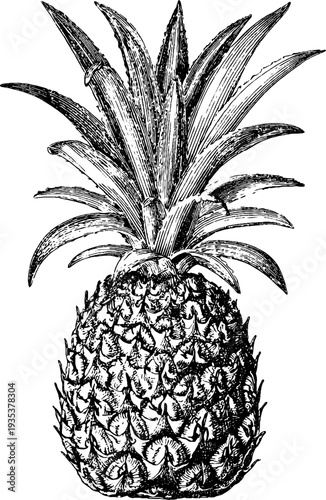 Detailed 19th century pineapple botanical engraving sketch for retro design