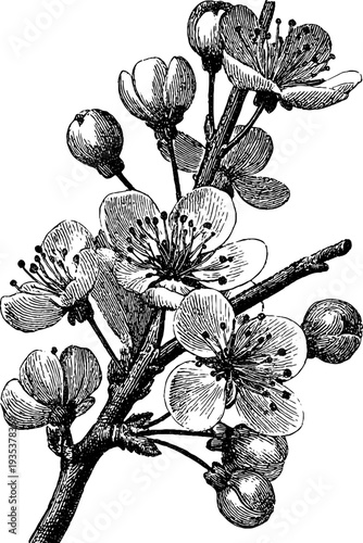 Detailed 19th century plum botanical engraving for vintage design
