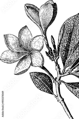 Detailed 19th century plumeria botanical engraving for vintage design