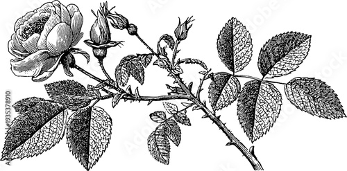 Vintage botanical rose engraving from 19th century for retro design and artistic decor