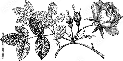Detailed 19th century botanical rose engraving for vintage design