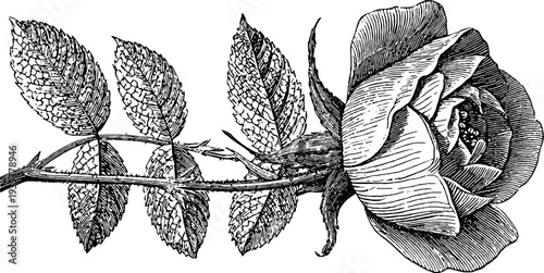 Vintage 19th century botanical rose engraving for art and design