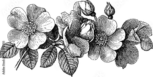 Vintage 19th century botanical rose engraving for retro design projects