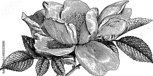 Vintage rose botanical engraving from 19th century for antique design and decor