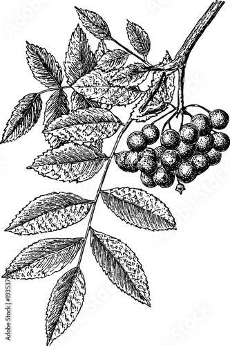 Detailed vintage engraving of rowan branch with berries for botanical designs