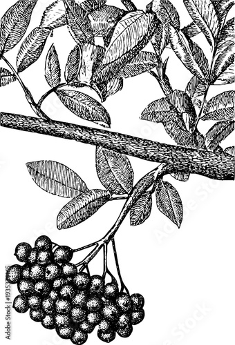 Vintage rowan branch with berries botanical engraving - nature illustration for design