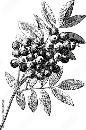 Vintage botanical engraving of rowan branch with berries for design and print projects