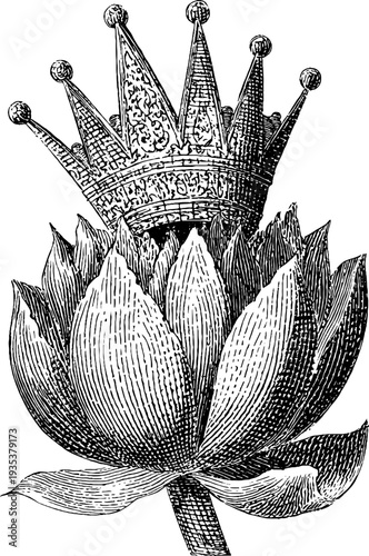 Vintage botanical crown illustration with 19th century engraving style for design