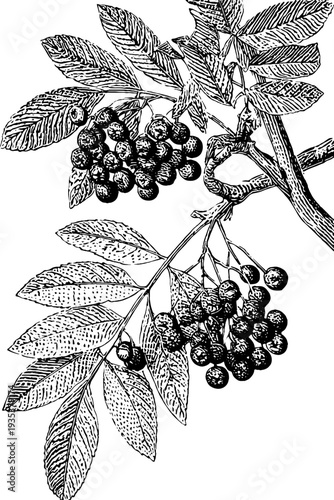 Vintage botanical engraving of rowan branch with berries for natural design