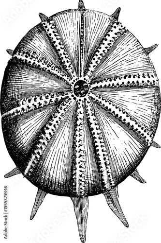 Detailed vintage botanical engraving of a sea urchin shell for retro design