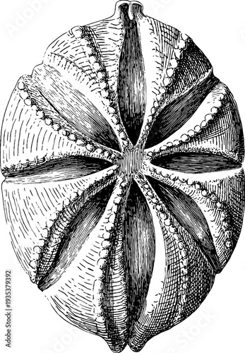 Detailed vintage botanical engraving of sea urchin shell from the 19th century for artistic design