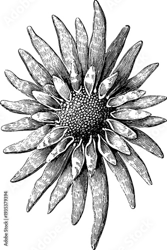Intricate sea urchin botanical sketch from 19th century for retro design projects