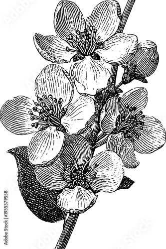 Vintage spring apple blossom corner ornament botanical hand drawn design