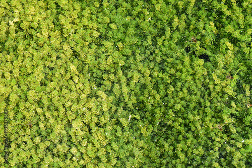 Macro shot of vibrant green algae floating on the water surface. Detailed texture of aquatic plants creating a natural green pattern in a pond or lake environment.
