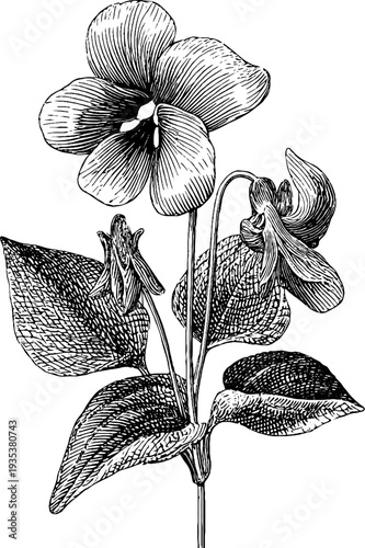 Violet botanical engraving from 19th century with vintage floral detail for retro design