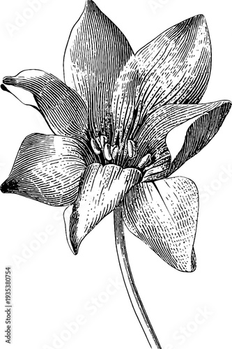 Vintage botanical engraving of a violet flower from the 19th century