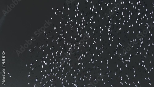 Wildlife - Birds. Drone footage of flock of white birds flying over river.