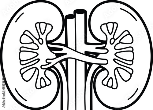 Human kidney anatomy outline illustration showing renal organs internal structure medical diagram for healthcare education biology study isolated vector