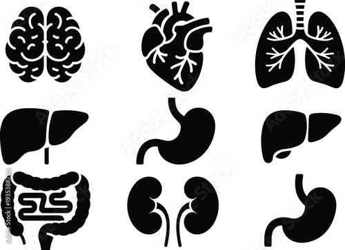 Human organs silhouettes collection with brain heart lungs stomach liver kidneys and intestine isolated on white background medical vector set