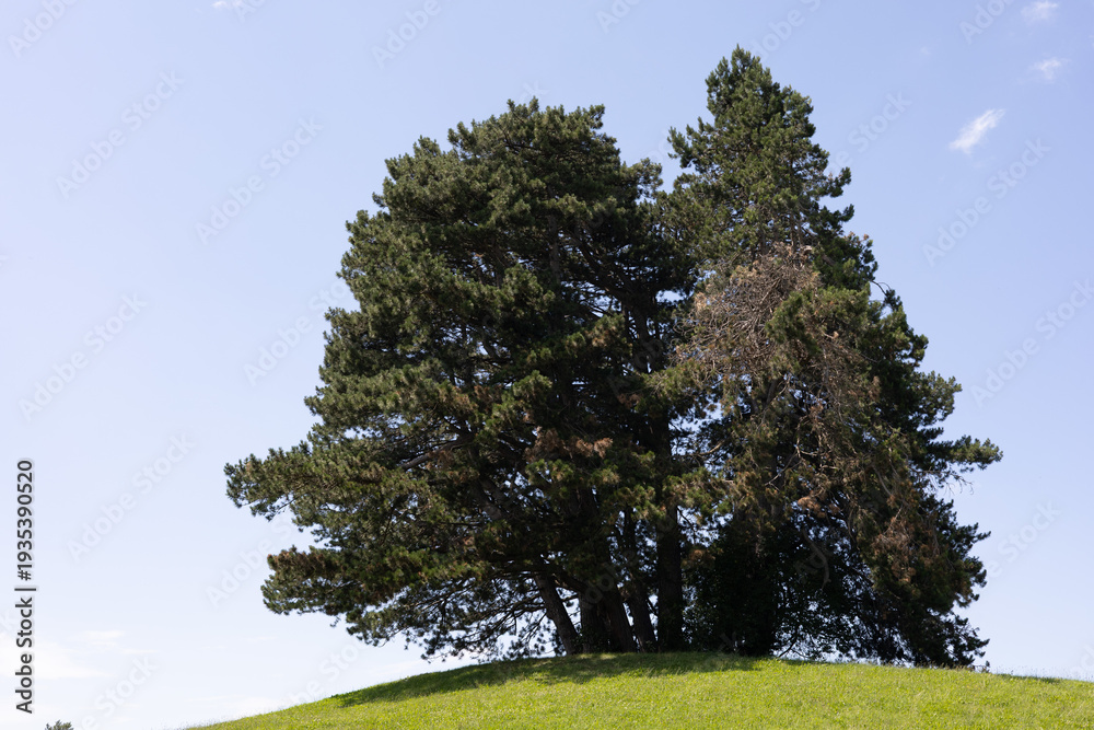 Fototapeta premium Green hilltop crowned with two tall, dark evergreens. Clear blue sky frames the serene tree silhouette. Nature's quiet strength stands tall against the breeze. Perfect for eco themes