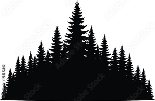 Silhouette of evergreen trees on white background