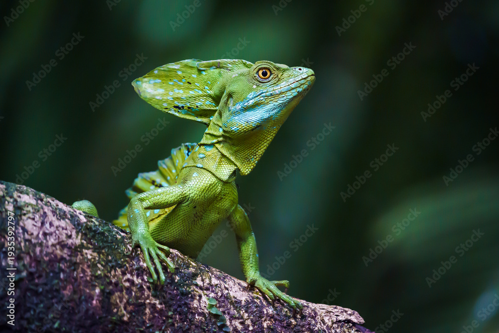 Fototapeta premium Green common basilisk (Basiliscus basiliscus) 